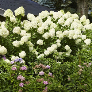 Hydrangea paniculata 'Limelight' Shrubs