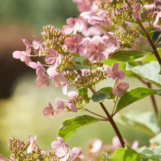 Hydrangea paniculata 'Early Harry' Shrubs