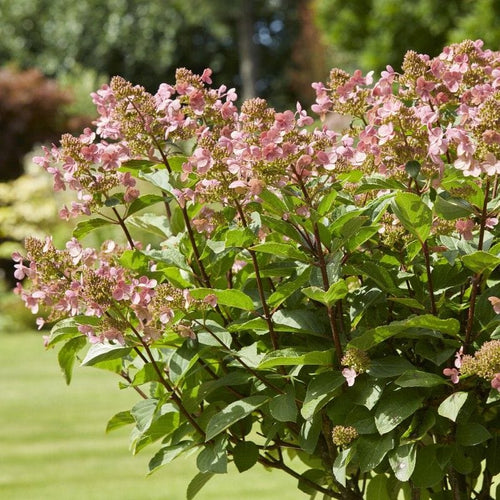 Hydrangea paniculata 'Early Harry' Shrubs