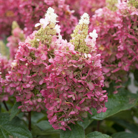 Hydrangea paniculata 'Candlelight' Shrubs