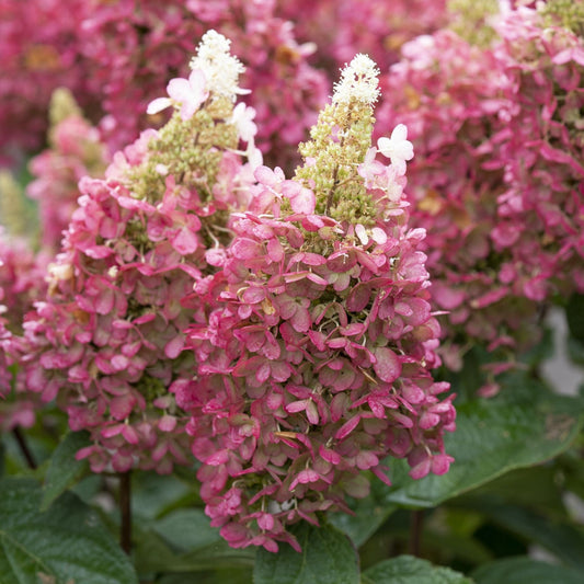 Hydrangea paniculata 'Candlelight' Shrubs