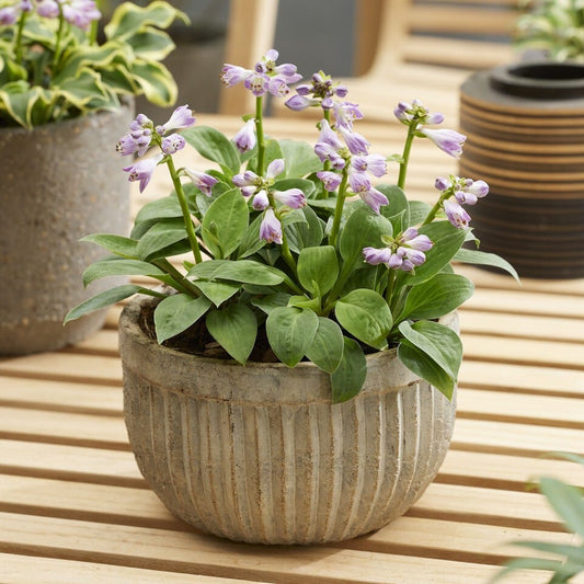 Hosta 'Blue Mouse Ears'