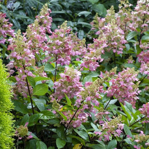 Hydrangea paniculata 'Candlelight' Shrubs