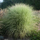 Miscanthus sinensis 'Morning Light' Perennial Bedding