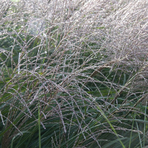 Miscanthus sinensis Perennial Bedding