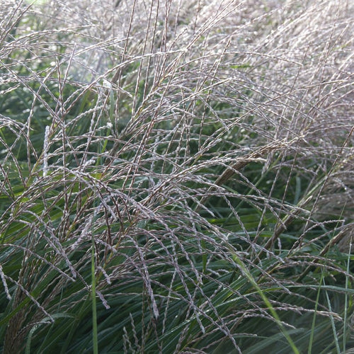 Miscanthus sinensis Perennial Bedding