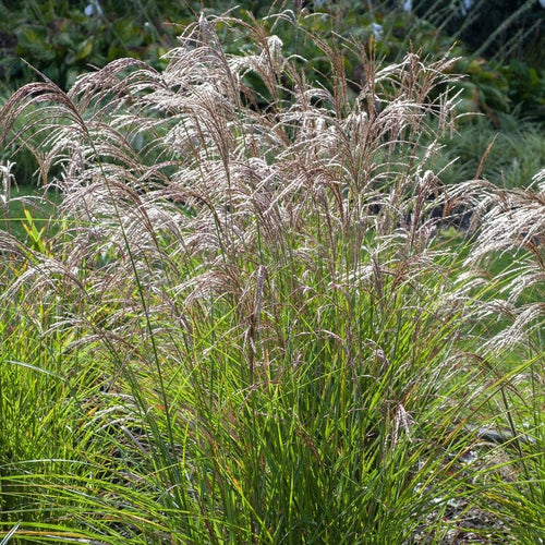Chinese Silver Grass | Miscanthus sinensis 'Yaka Dance' Perennial Bedding