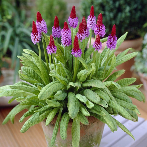 Orchid Primrose | Primula vialii Perennial Bedding