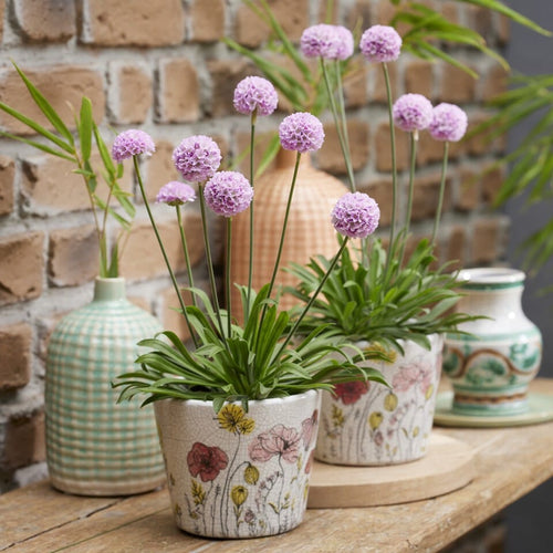 Armeria 'Sweet Dreams' Perennial Bedding