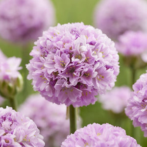 Armeria 'Sweet Dreams' Perennial Bedding