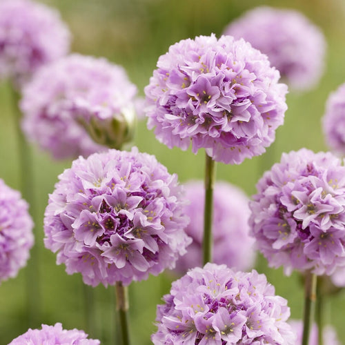 Armeria 'Sweet Dreams' Perennial Bedding