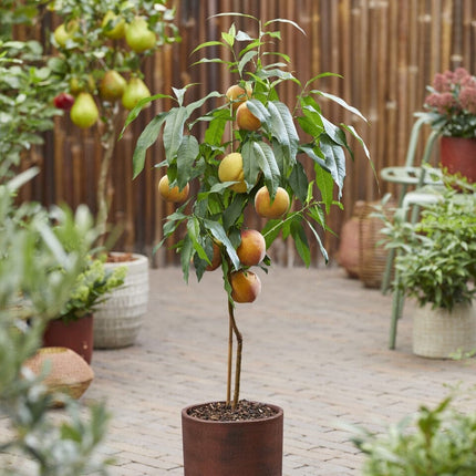 Patio Peach Tree | Prunus Persica 'Pink Peachy' Trained Fruit Trees