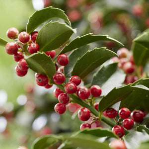 Patio Blue Holly Tree | Ilex meserveae 'Blue Maid' Shrubs