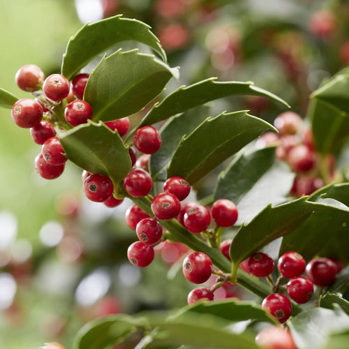Patio Blue Holly Tree | Ilex meserveae 'Blue Maid' Shrubs