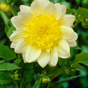 Dahlia 'Paso Doble' Perennial Bedding