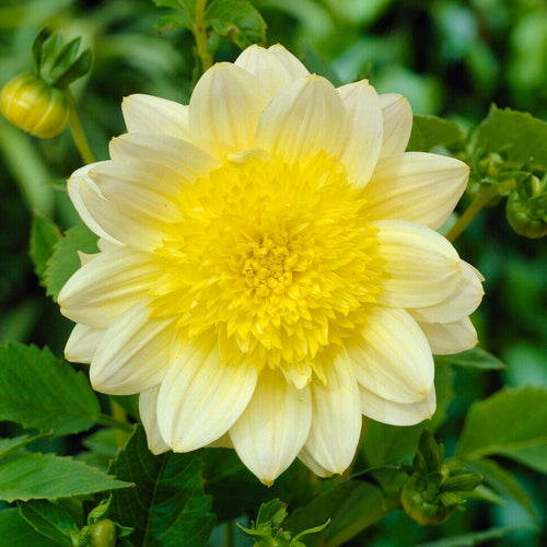 Dahlia 'Paso Doble' Perennial Bedding