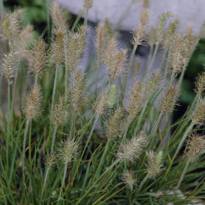 Pennisetum alopecuroides 'Little Bunny' Perennial Bedding