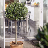 Bay Laurel Tree | Laurus Nobilis Ornamental Trees