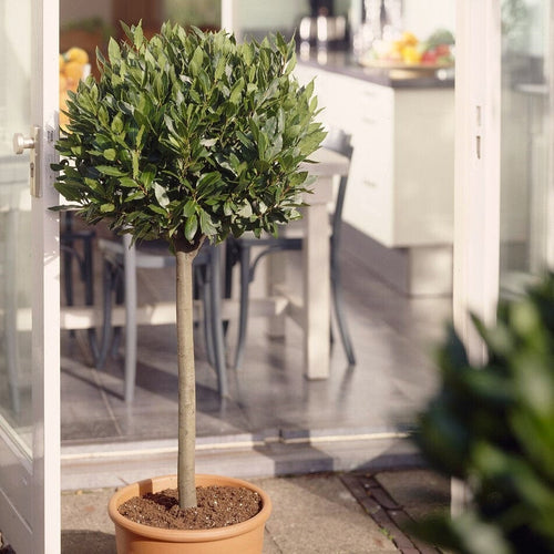 Patio Bay Tree | Laurus Nobilis 'Bay Junior' Ornamental Trees