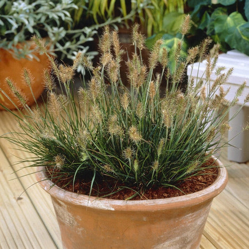 Pennisetum alopecuroides 'Little Bunny' Perennial Bedding