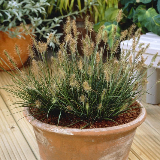 Pennisetum alopecuroides 'Little Bunny' Perennial Bedding