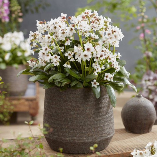 Bergenia 'Fire & Ice' Perennial Bedding