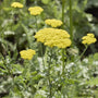 Achillea 'Moonshine' Perennial Bedding