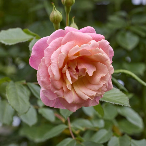 'Peach Melba' Climbing Rose