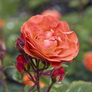 'Phoenix' Floribunda Rose Shrubs