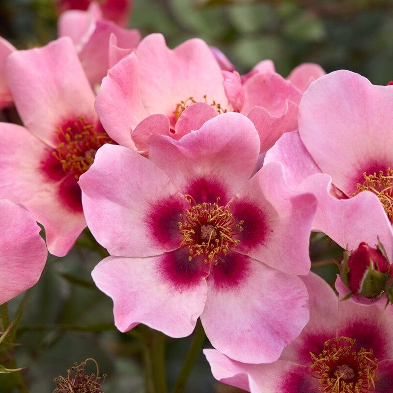 'For Your Eyes Only' Floribunda Rose Shrubs