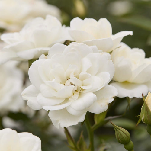 'White Cover®' Ground Cover Rose Shrubs
