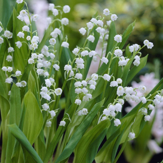 Lily of the Valley | Convallaria majalis Perennial Bedding