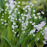 Lily of the Valley | Convallaria majalis Perennial Bedding
