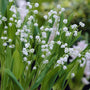 Lily of the Valley | Convallaria majalis Perennial Bedding