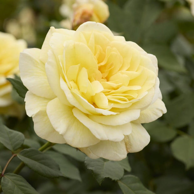 'Stockholm' Floribunda Rose