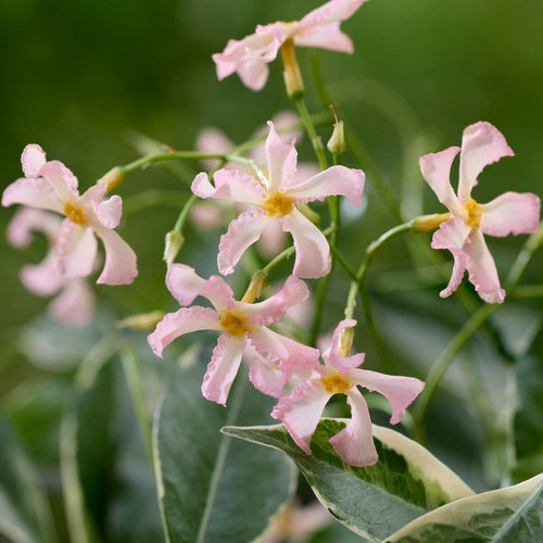 Pink Star Jasmine | Trachelospermum jasminoides 'Star of Milano' Climbing Plants