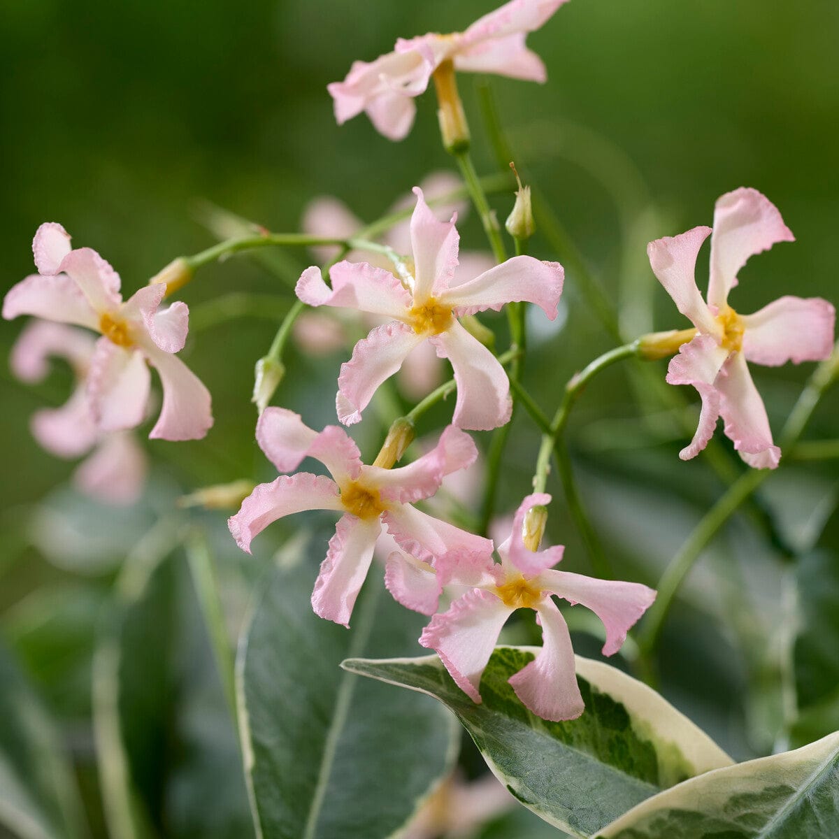 Pink Star Jasmine | Trachelospermum jasminoides 'Star of Milano ... Pink Star Jasmine | Trachelospermum jasminoides 'Star of Milano ...