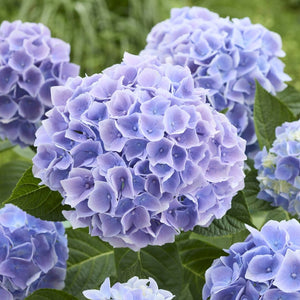Hydrangea macrophylla 'Ankong Blue' Shrubs
