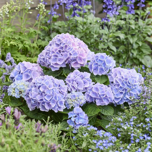 Hydrangea macrophylla 'Ankong Blue' Shrubs