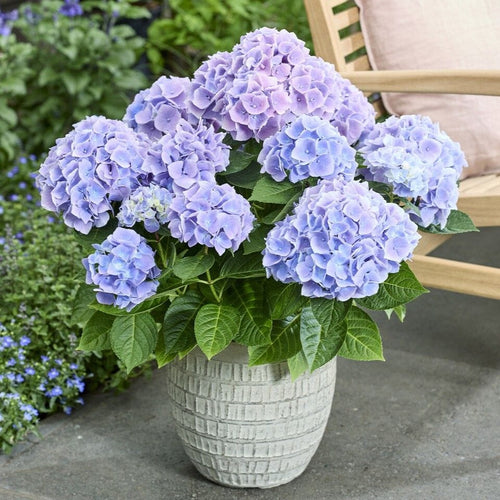 Hydrangea macrophylla 'Ankong Blue' Shrubs