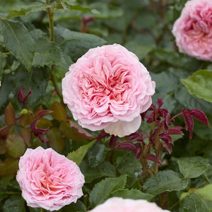 'Amorosa' Hybrid Tea Rose | Bouquet Rose Shrubs