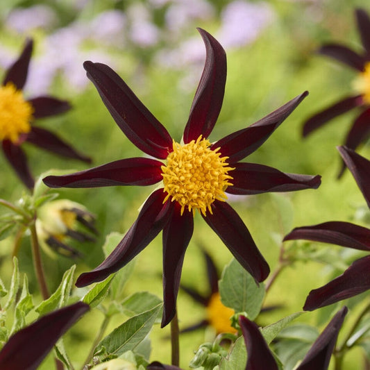 Dahlia 'Honka Dark' Perennial Bedding