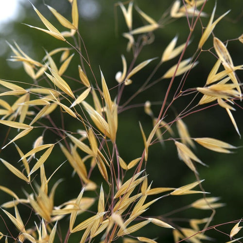 Stipa gigantea Perennial Bedding