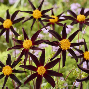 Dahlia 'Honka Dark' Perennial Bedding