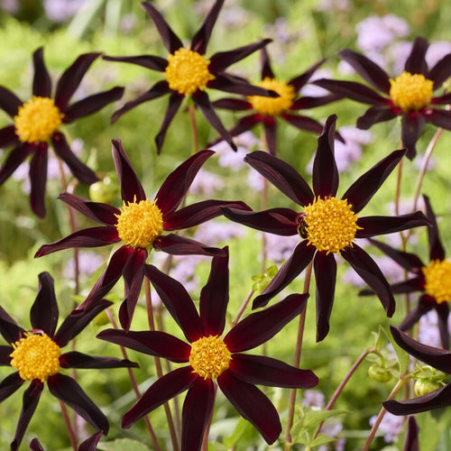 Dahlia 'Honka Dark' Perennial Bedding
