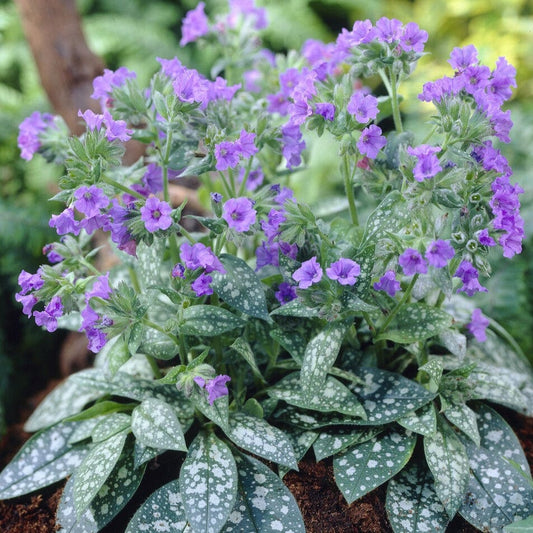 Pulmonaria 'Trevi Fountain' Perennial Bedding