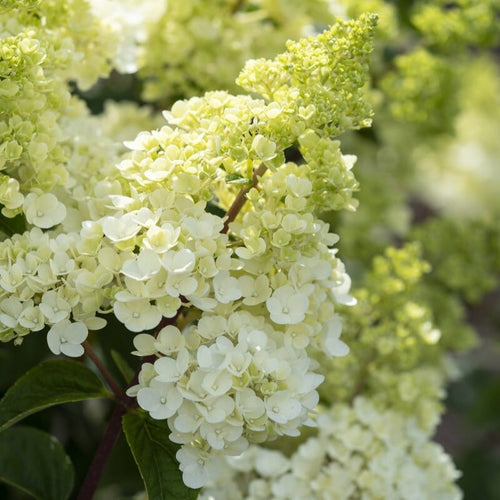 Hydrangea paniculata 'Sundae Fraise' Shrubs