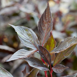 Cornus alba 'Nightfall'® Shrubs
