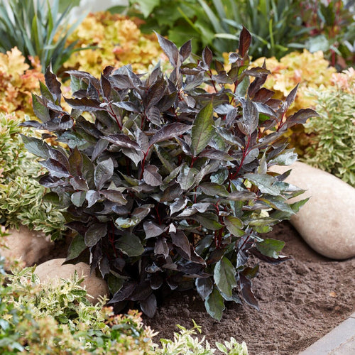 Cornus alba 'Nightfall'® Shrubs