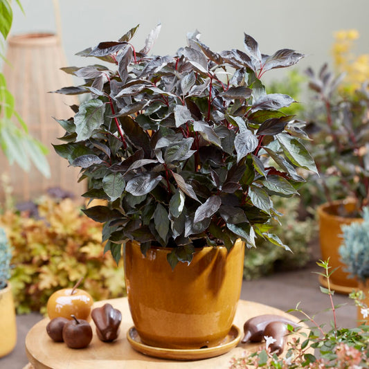 Cornus alba 'Nightfall'® Shrubs